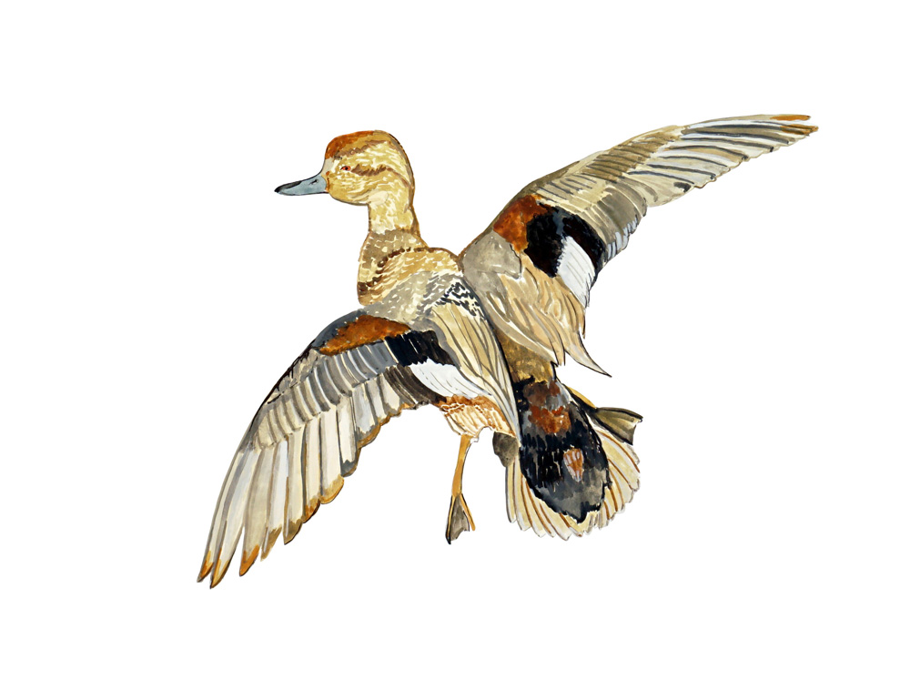 Gadwell Duck Decal/Sticker - Click Image to Close