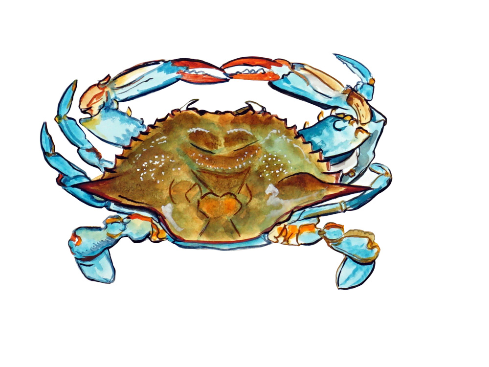 Blue Crab Overhead Decal/Sticker - Click Image to Close
