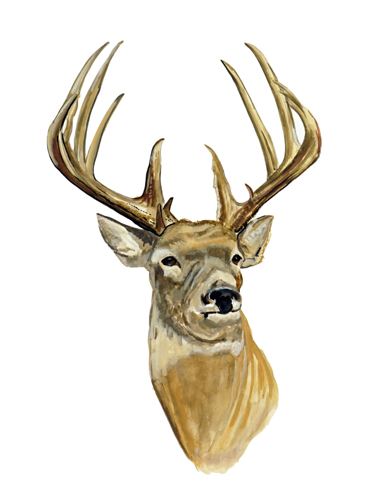 Buck Deer Head Decal/Sticker - Click Image to Close