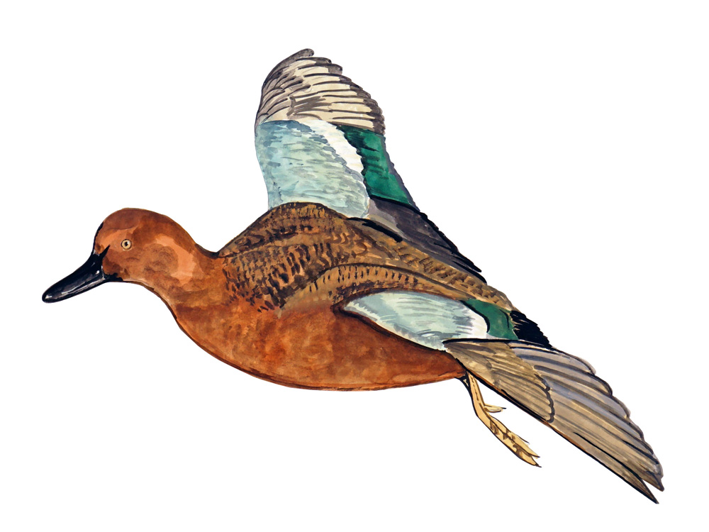 Cinnamon Teal Duck Decal/Sticker - Click Image to Close