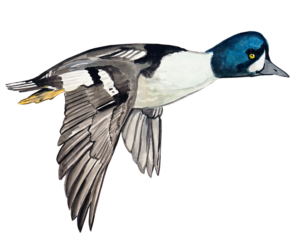 Goldeneye Duck Decal/Sticker - Click Image to Close