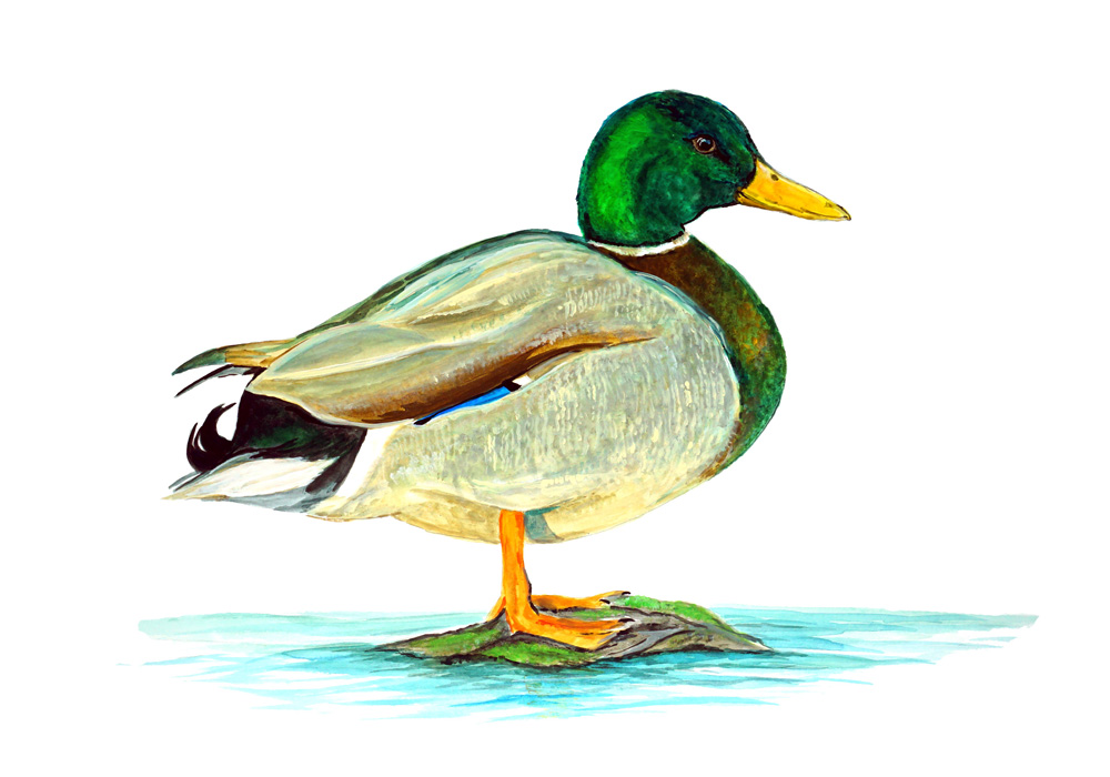 Mallard Duck Decal/Sticker