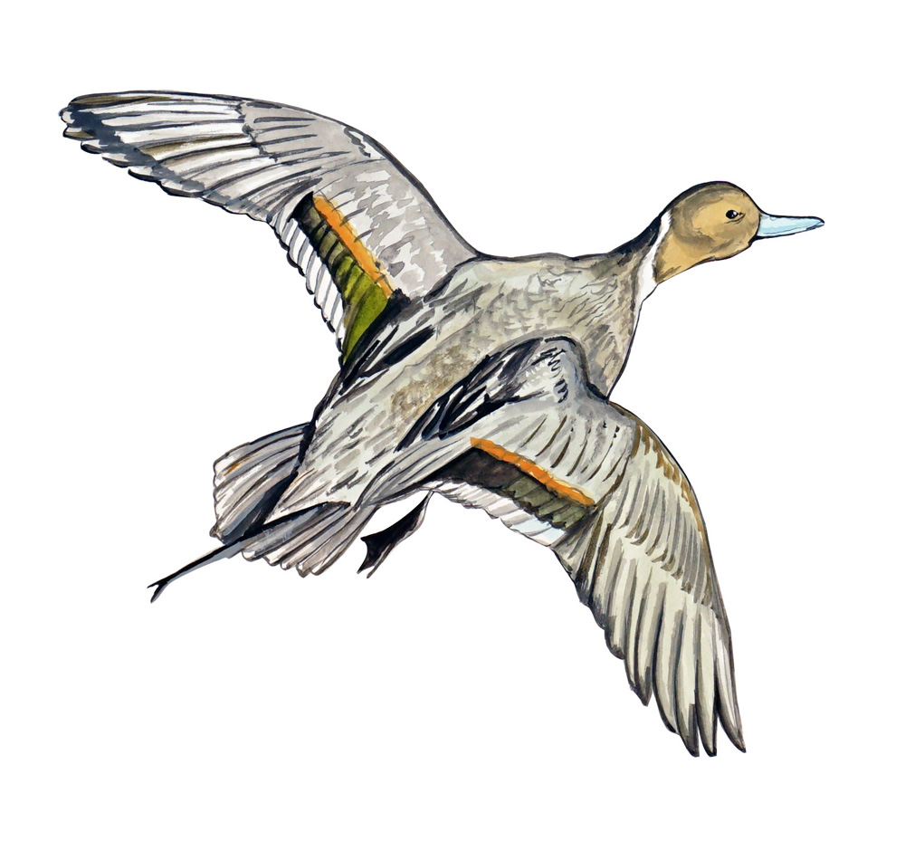 Pintail Duck Decal/Sticker - Click Image to Close