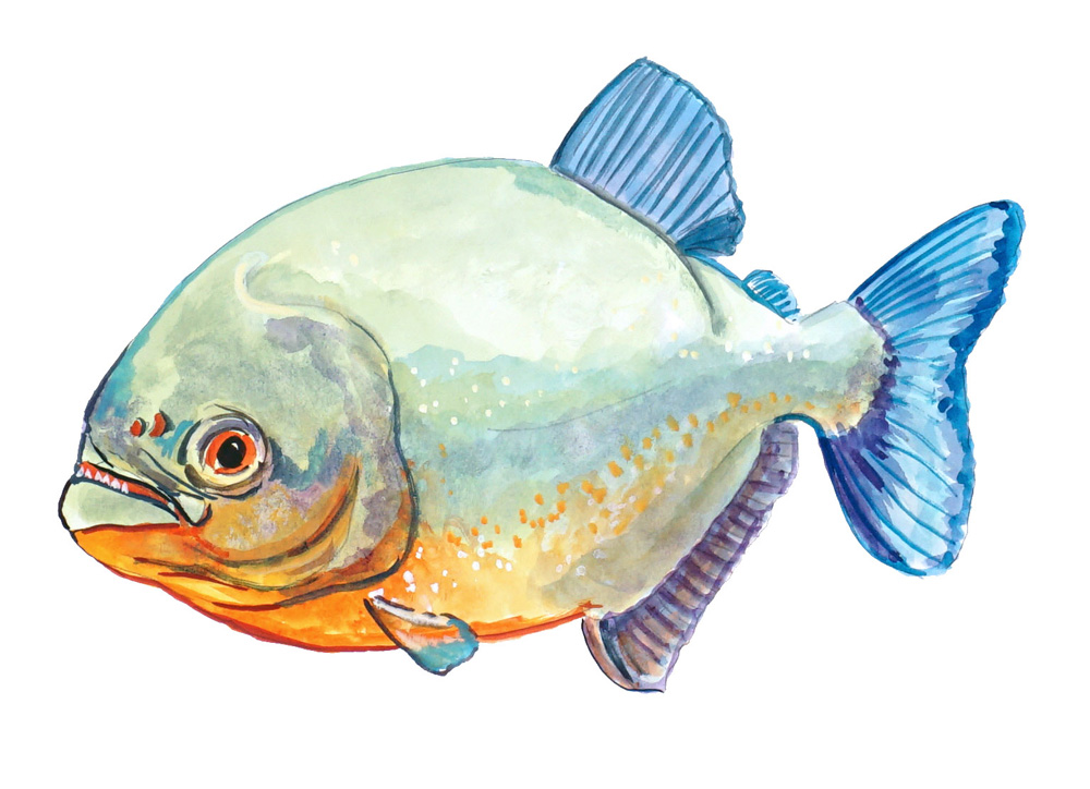 Piranha Fish Decal/Sticker - Click Image to Close