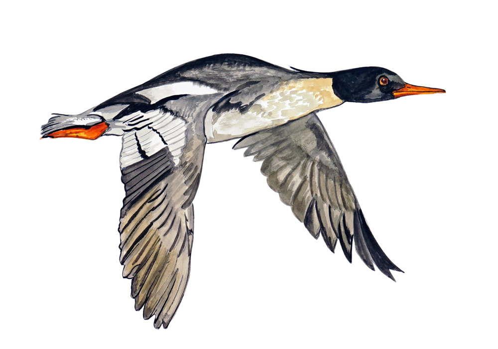Red Breasted Merganser Duck Decal/Sticker - Click Image to Close