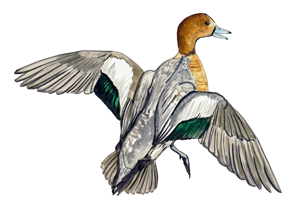Wigeon Duck Decal/Sticker - Click Image to Close