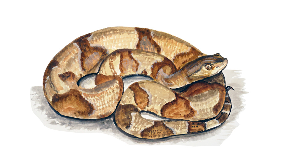 Copperhead Snake Decal/Sticker