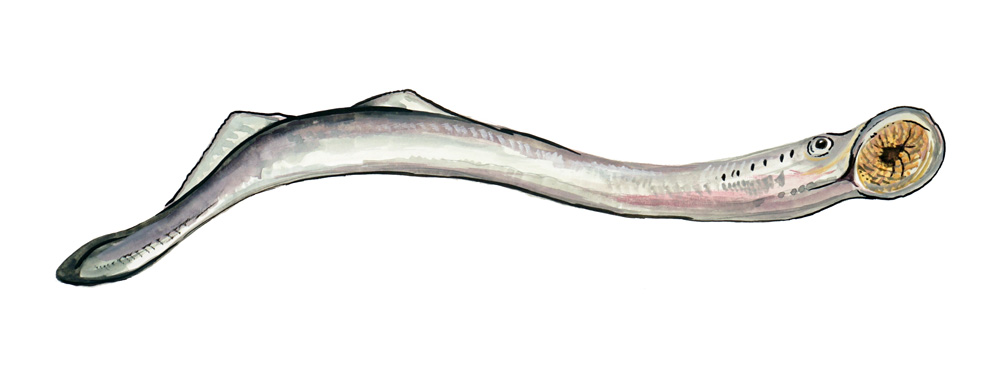Lamprey Decal/Sticker - Click Image to Close