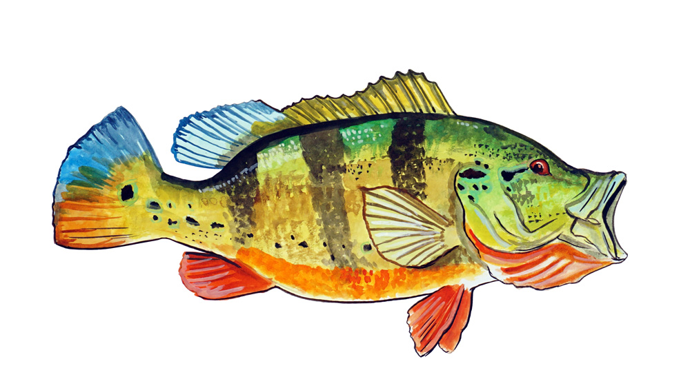 Peacock Bass Decal/Sticker - Click Image to Close