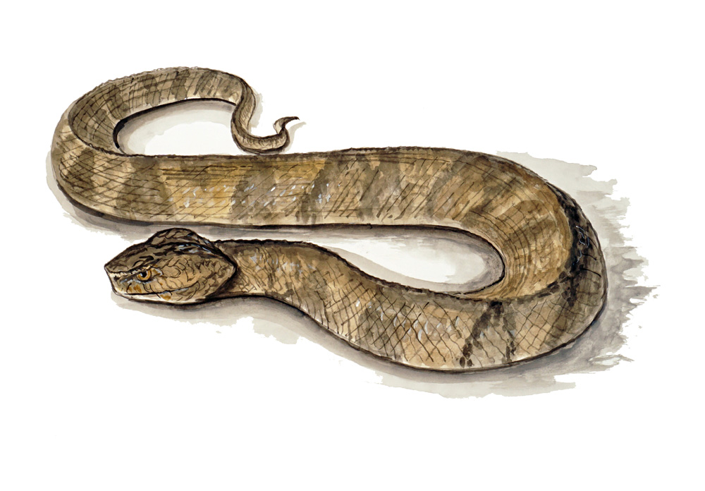 Water Moccasin Snake Decal/Sticker - Click Image to Close