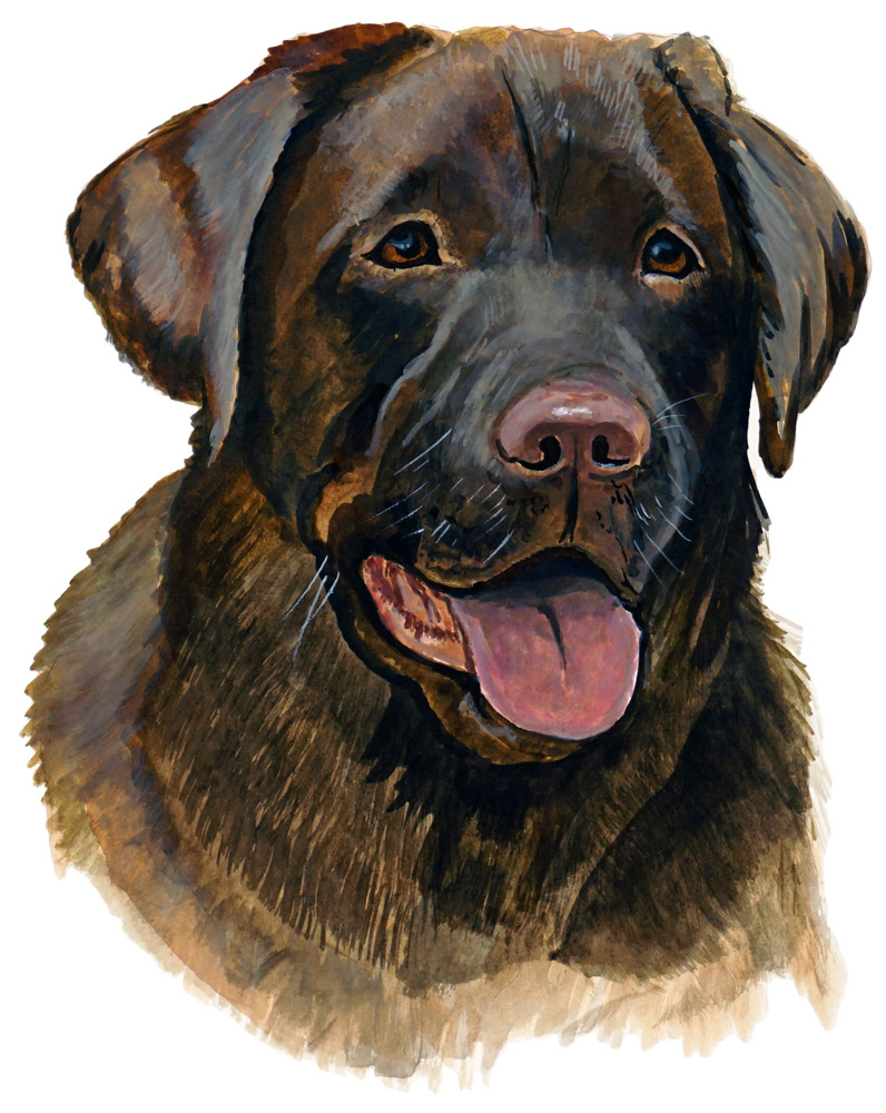 Chocolate Lab Decal/Sticker - Click Image to Close