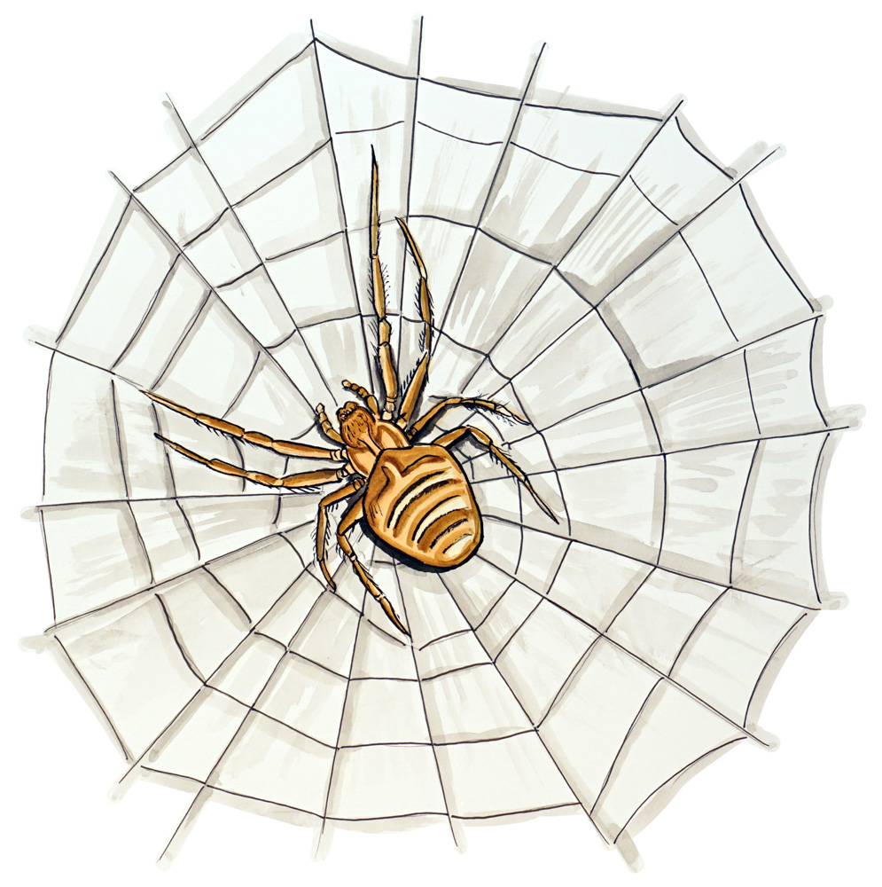 Spider & Web Decal/Sticker - Click Image to Close