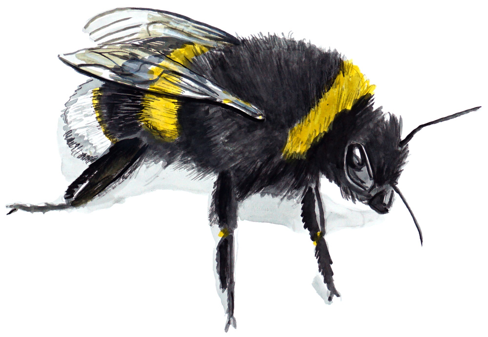 Bumble Bee Decal/Sticker