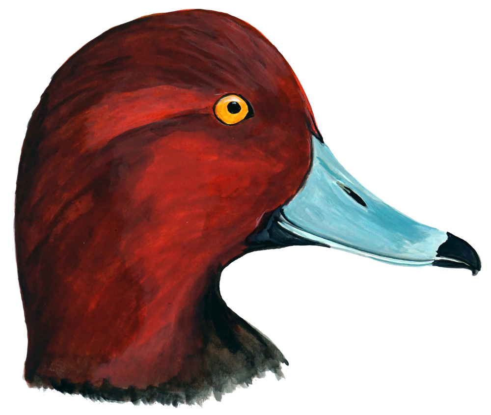 RED HEAD Duck Head - Click Image to Close