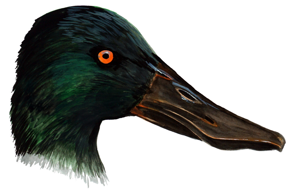Shovelhead Duck Head Decal/Sticker - Click Image to Close