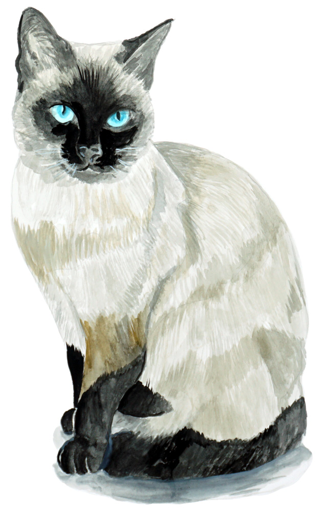 Siamese Cat Decal/Sticker - Click Image to Close
