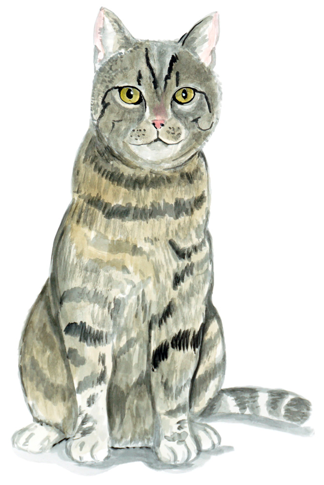 Tabby Cat Decal/Sticker - Click Image to Close