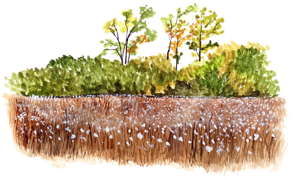 Cotton Field Decal/Sticker