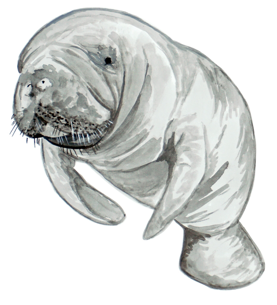 Manatee 1 Decal/Sticker - Click Image to Close