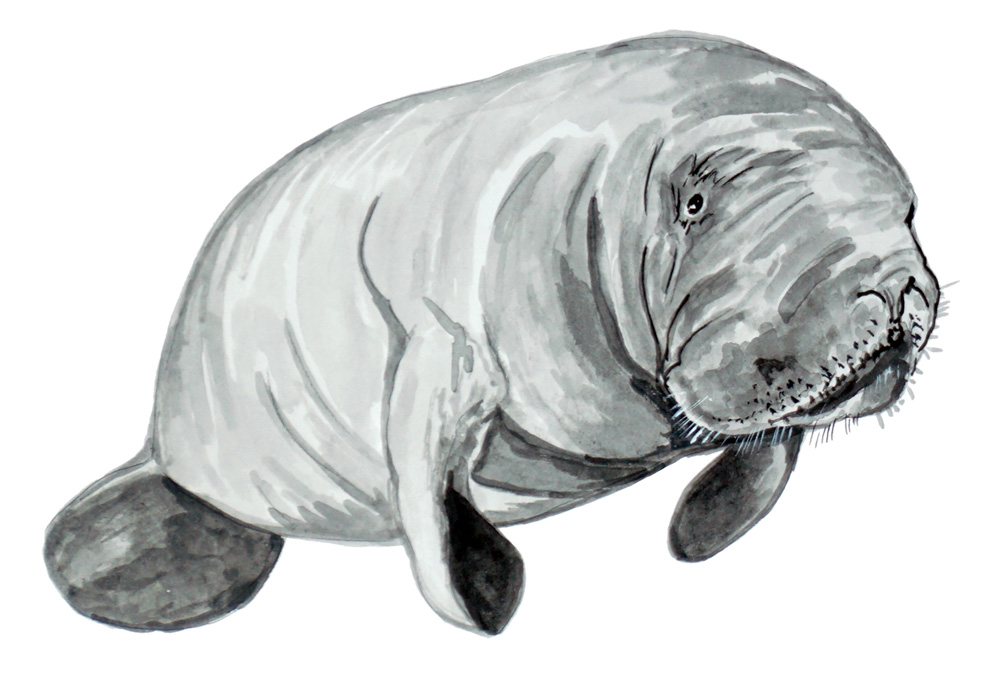 Manatee 2 Decal/Sticker - Click Image to Close