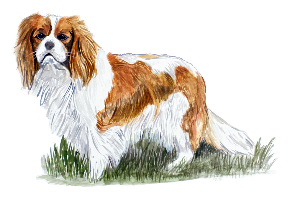King Charles Spaniel Decal/Sticker - Click Image to Close