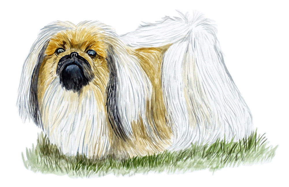 Pekinese Decal/Sticker - Click Image to Close