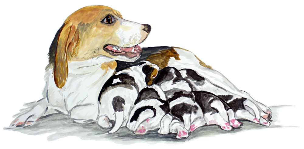 Beagle & Puppies Decal/Sticker - Click Image to Close