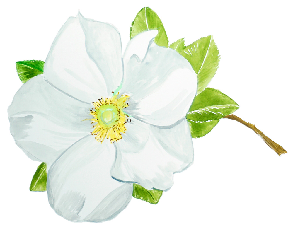 Cherokee Rose Flower Decal/Sticker - Click Image to Close