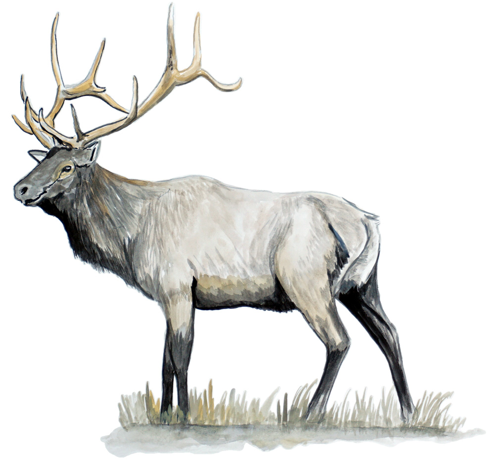 Elk Decal/Sticker - Click Image to Close