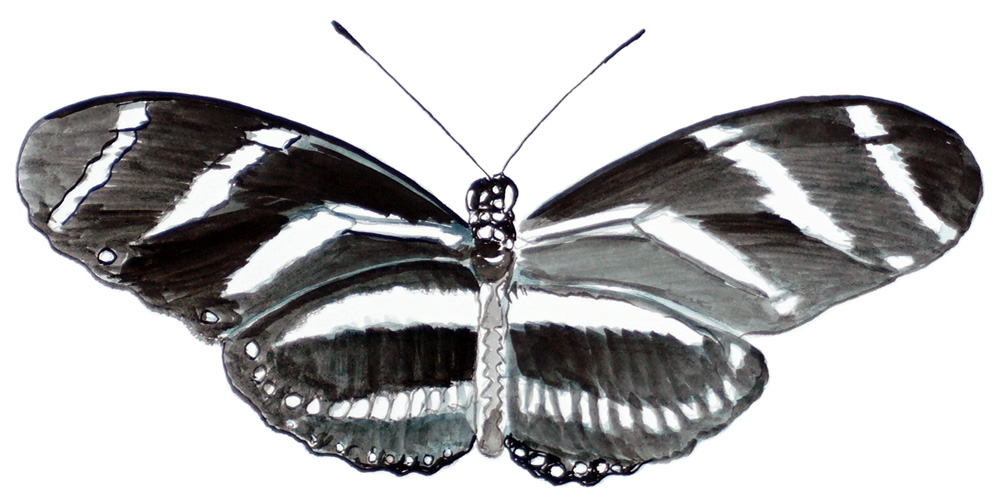 Long Winged Zebra Butterfly