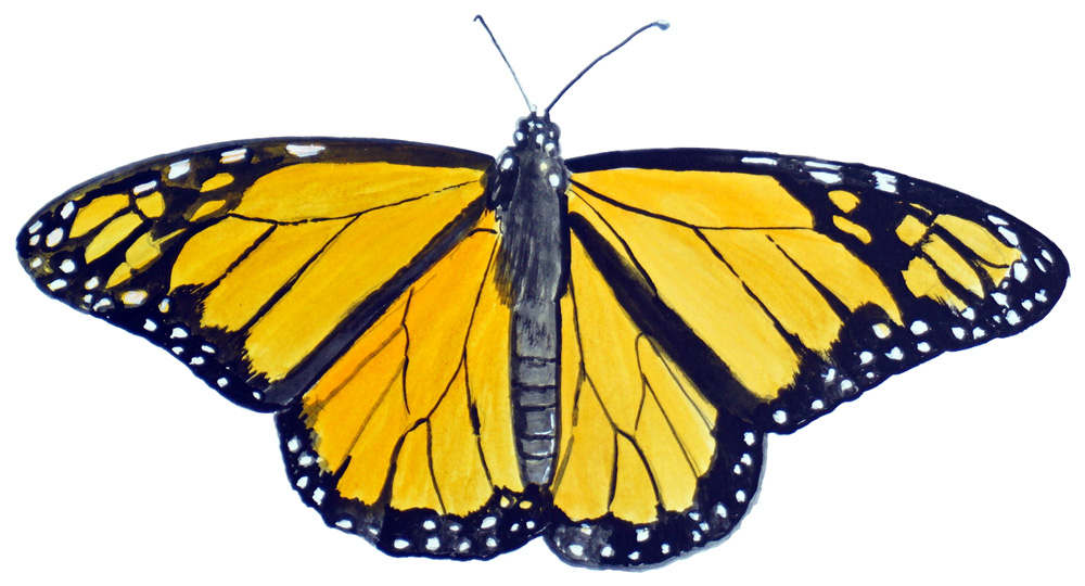 Monarch Butterfly Decal/Sticker - Click Image to Close