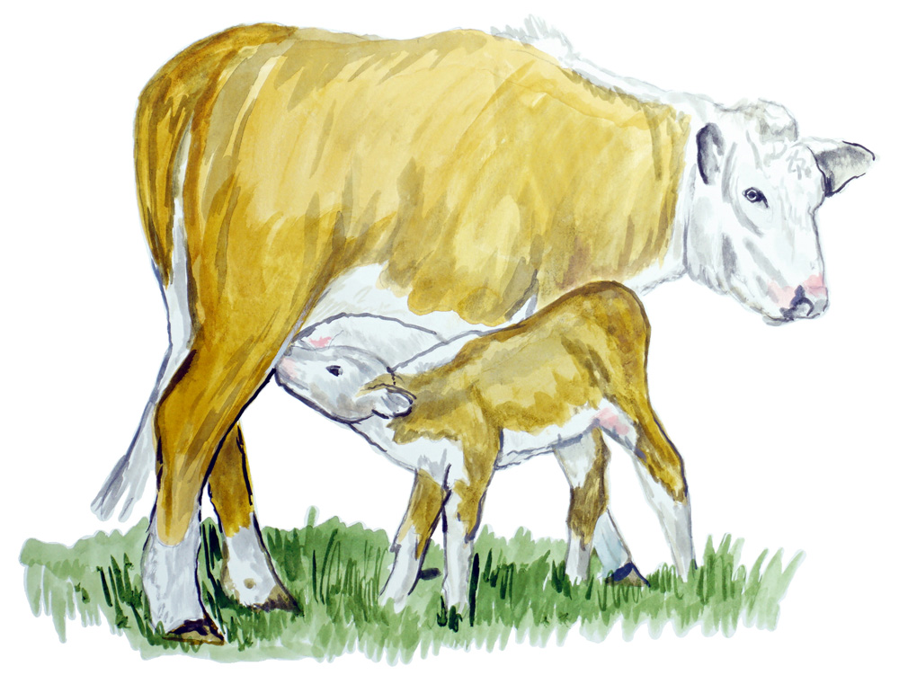 Cow & Calf Decal/Sticker