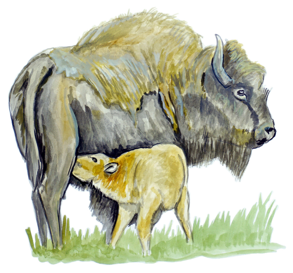 Bison & Calf Decal/Sticker - Click Image to Close