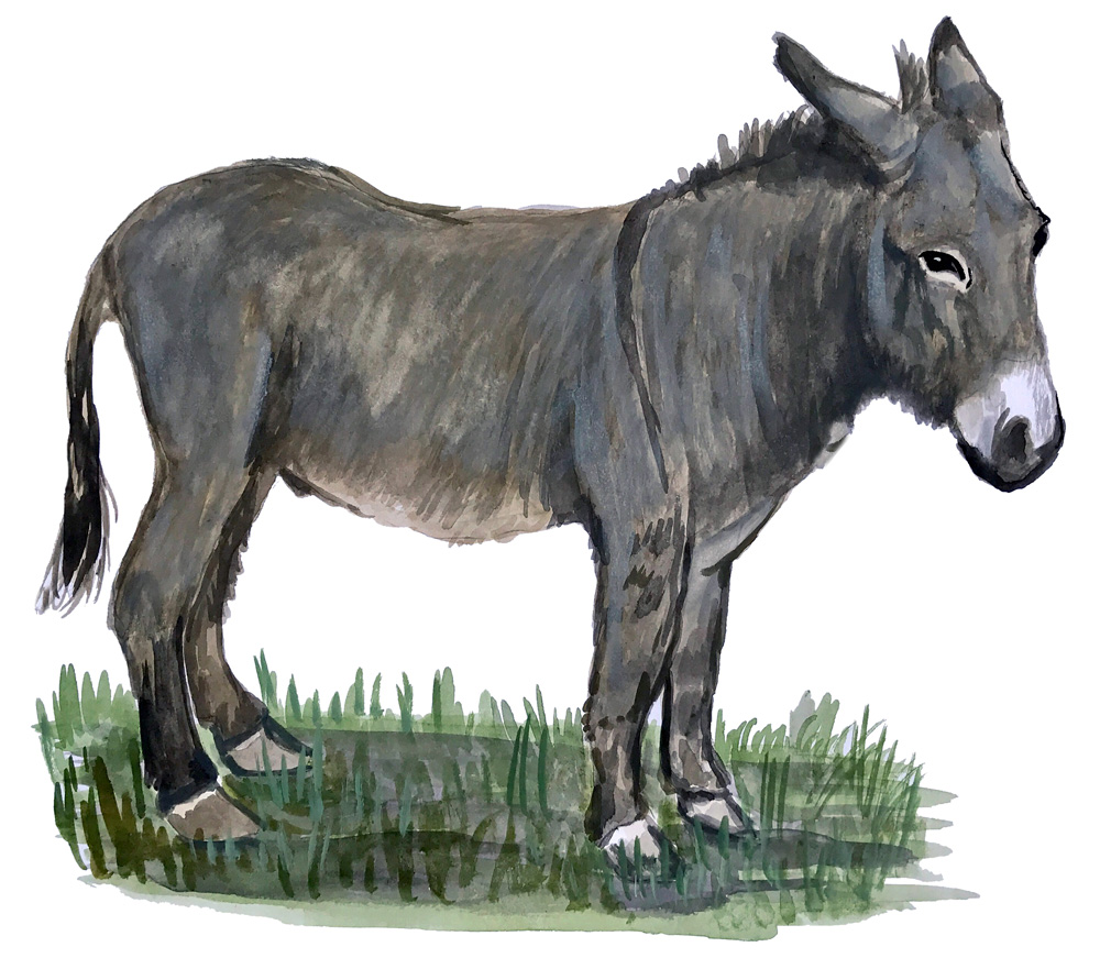 Donkey Decal/Sticker - Click Image to Close