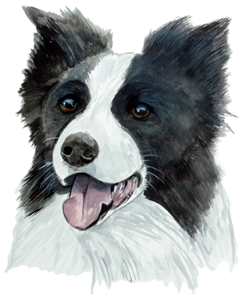 Border Collie Decal/Sticker - Click Image to Close