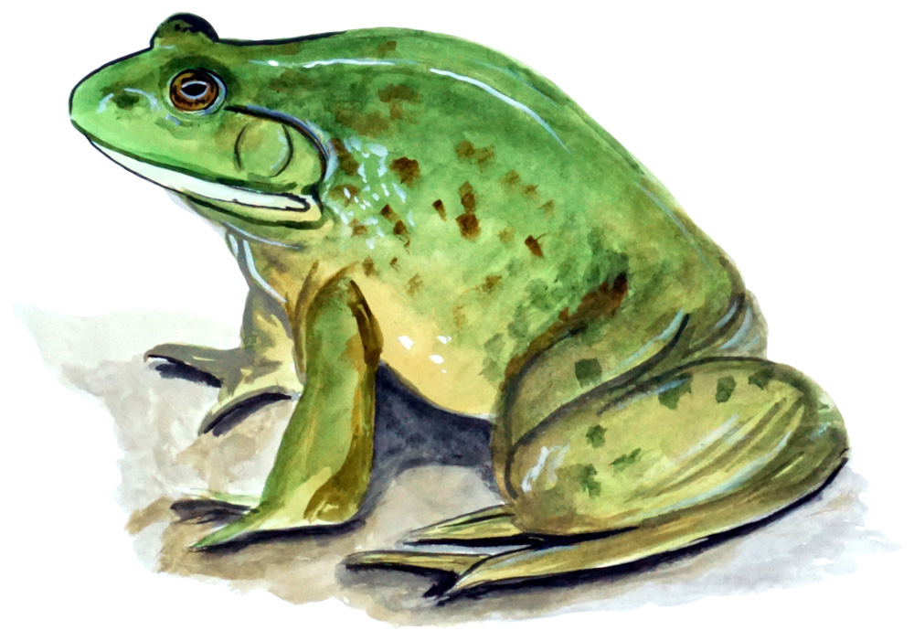 Bull Frog Decal/Sticker - Click Image to Close