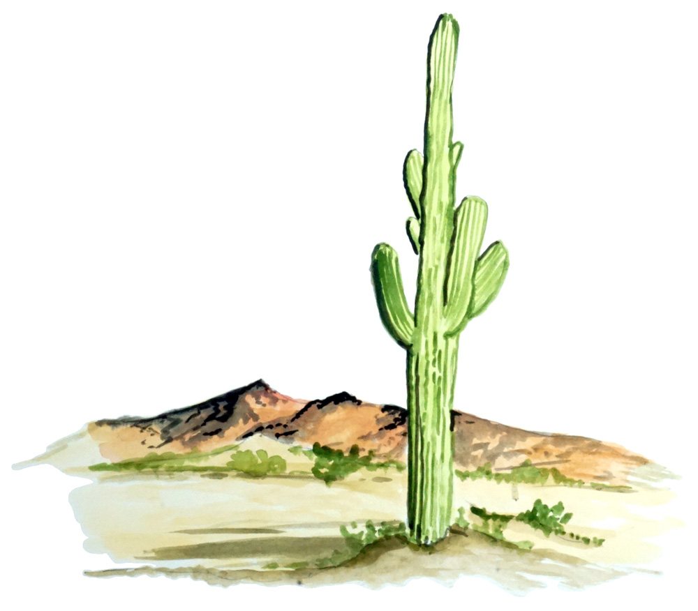 Cactus Decal/Sticker