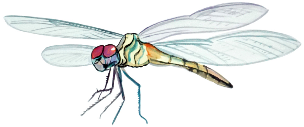 Dragonfly Decal/Sticker - Click Image to Close