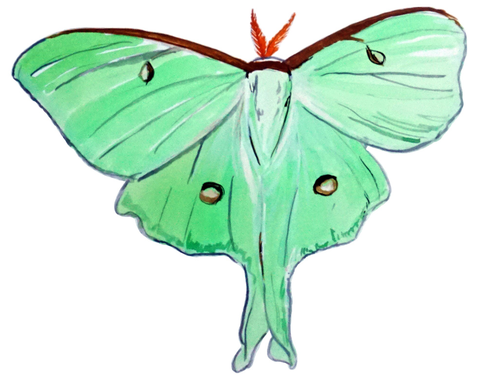 Luna Moth Decal/Sticker - Click Image to Close