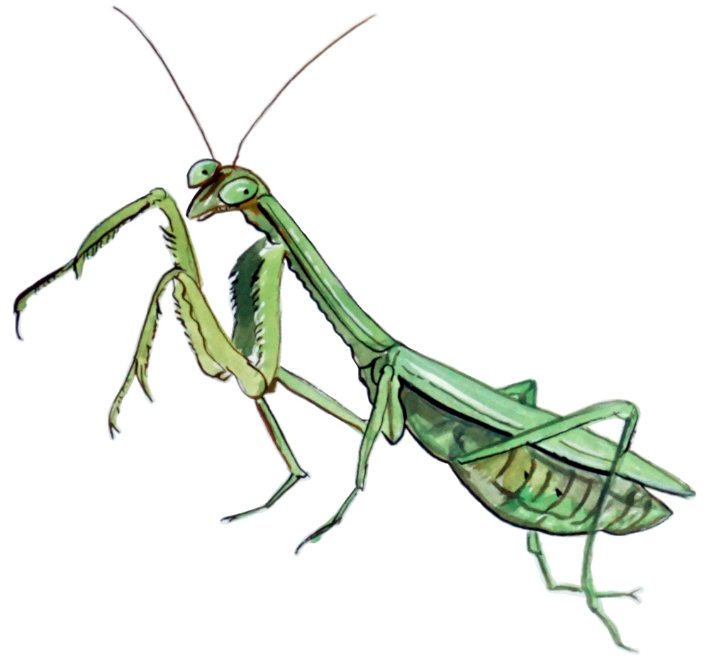 Praying Mantis Decal/Sticker - Click Image to Close
