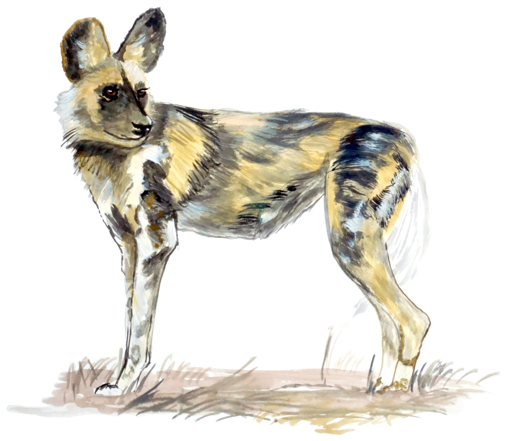 African Wild Dog Decal/Sticker - Click Image to Close