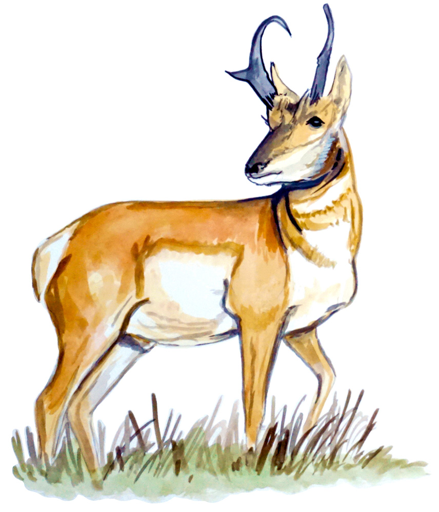 Antelope Decal/Sticker