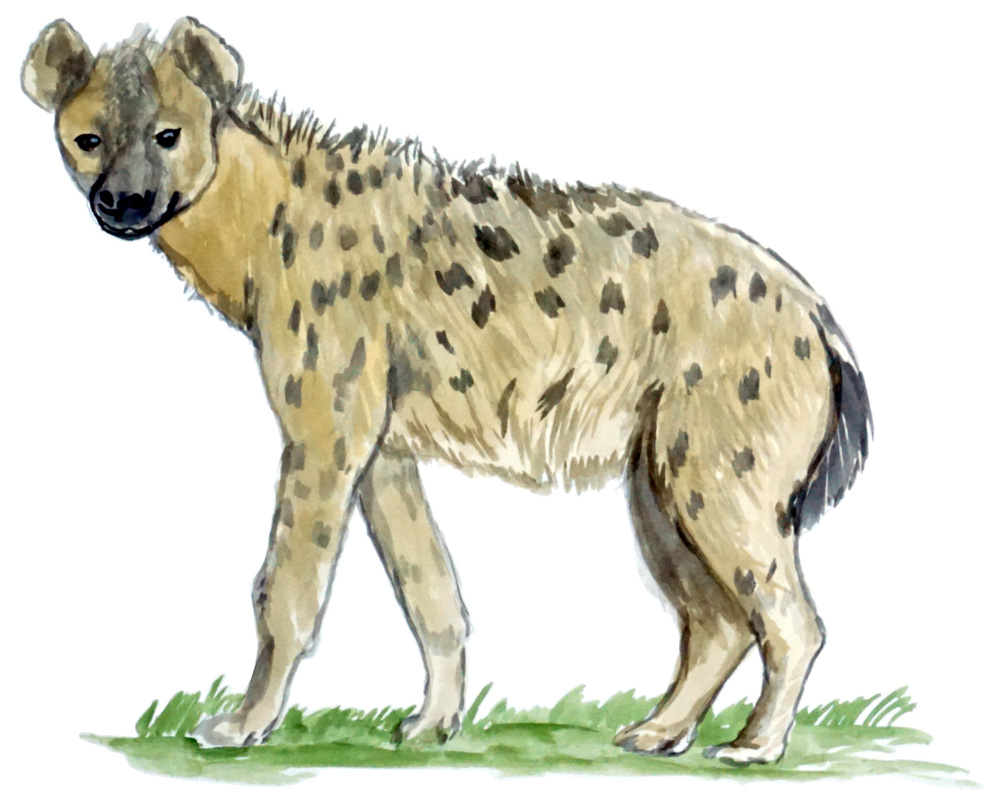 Hyena Decal/Sticker - Click Image to Close