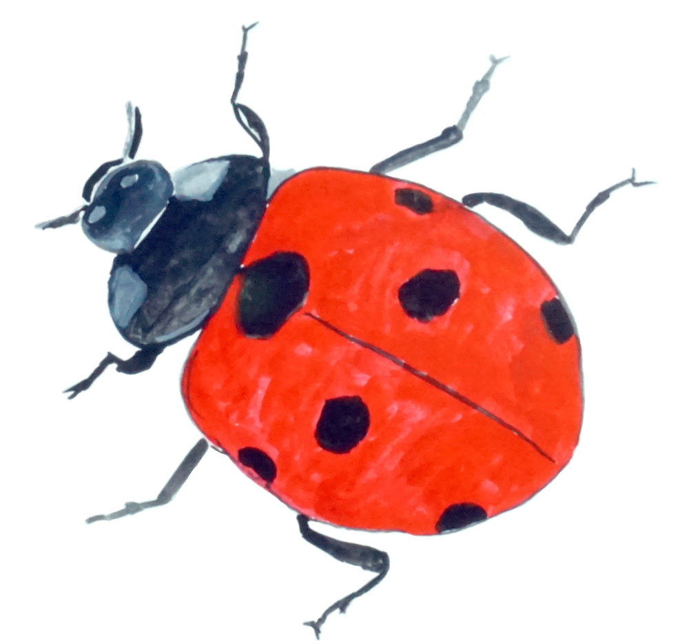 Lady Bug Decal/Sticker - Click Image to Close