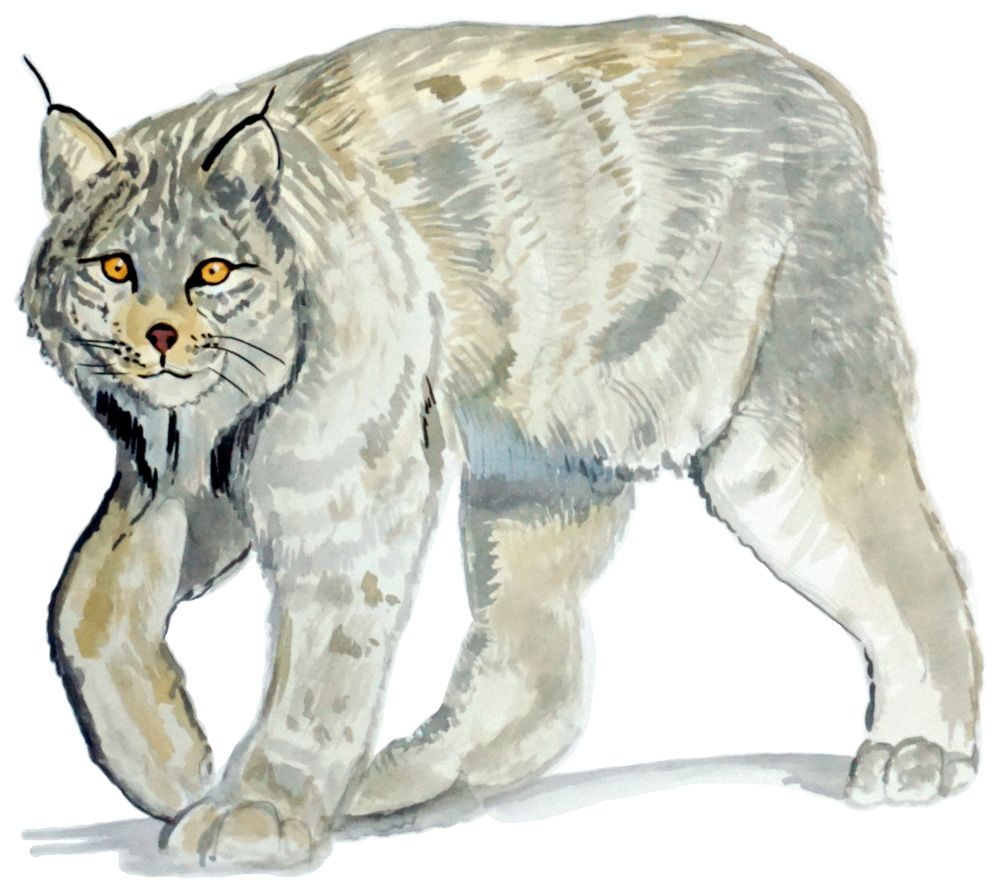 Lynx Decal/Sticker - Click Image to Close