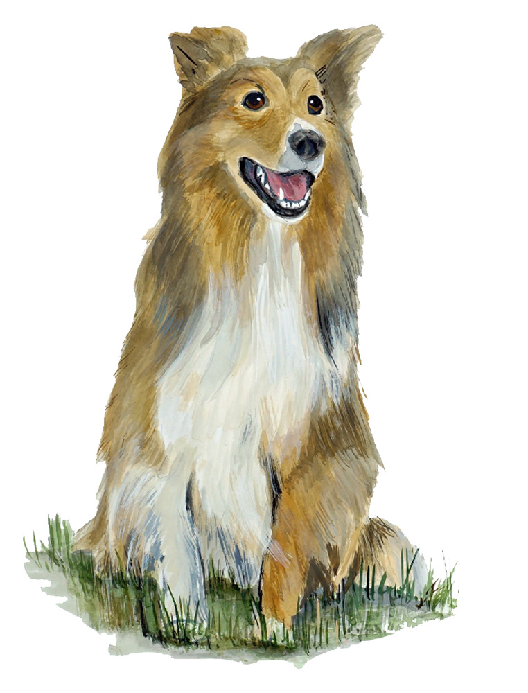 Collie Decal/Sticker - Click Image to Close