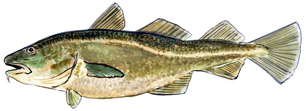 Haddock Decal/Sticker - Click Image to Close