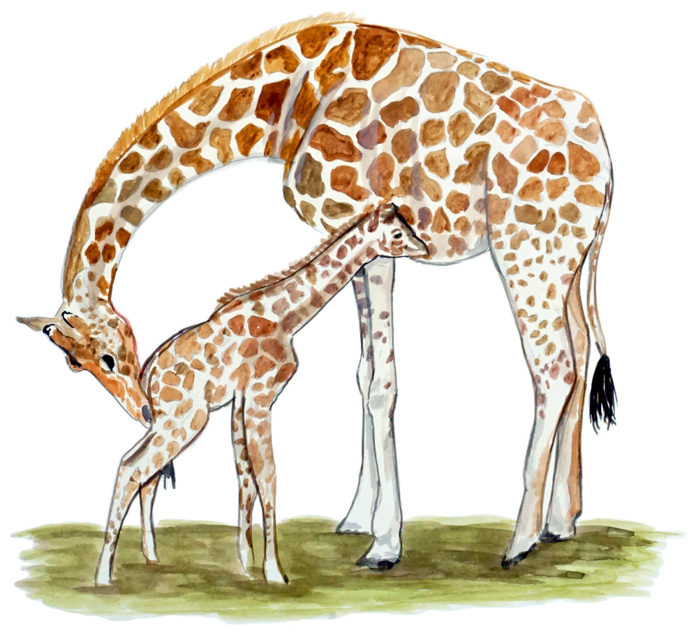 Giraffe & Baby Decal/Sticker