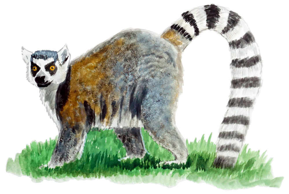 Lemur Decal/Sticker - Click Image to Close