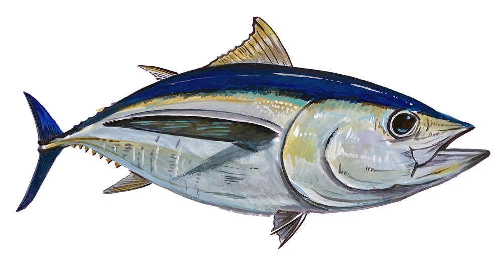 Big Eye Tuna Decal/Sticker - Click Image to Close